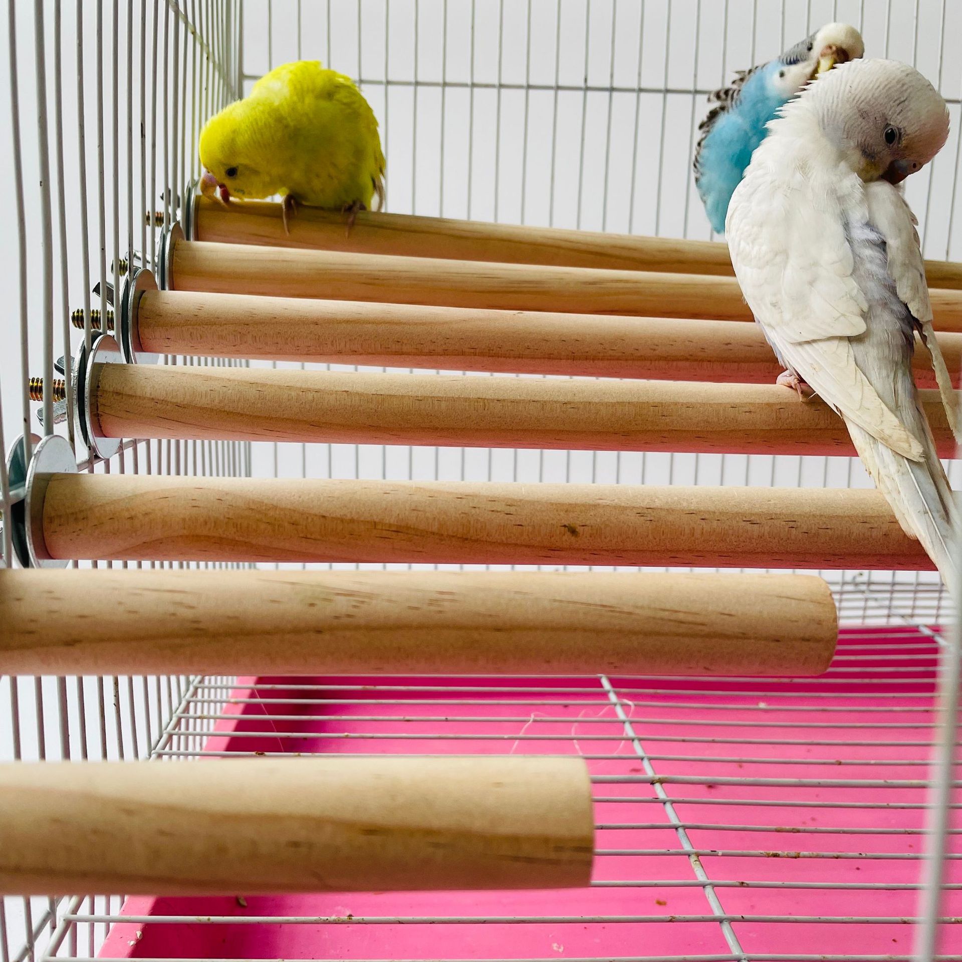 Parrot Pet Raw Standing Stick  - Pet X Supplies & Tack Howell Mi ulasan dan harga